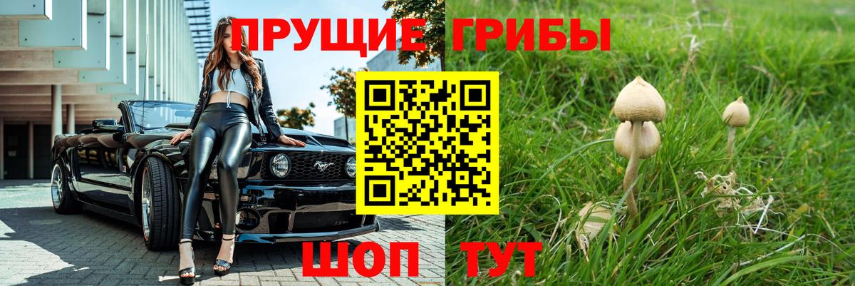 Галлюциногенные грибы Cubensis Малгобек